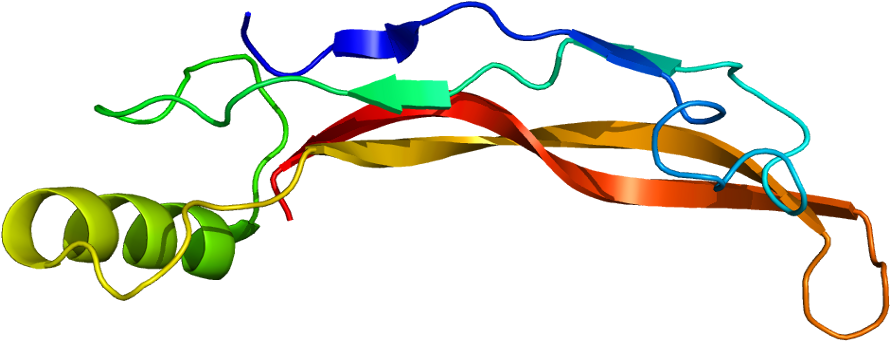 Bone Morphogenetic Protein 4 (939x390)