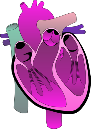 Heart - Path Of Red Blood Cell (300x425)