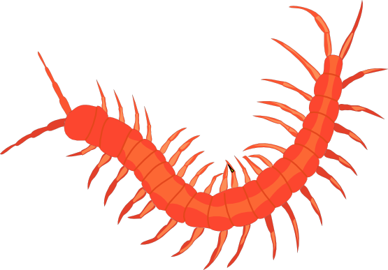 Worm 3 Black White Line Art 555px 87 - Clipart Millipede (555x387)
