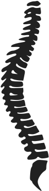 Clipart - Spinal Cord Vector Png (800x566)