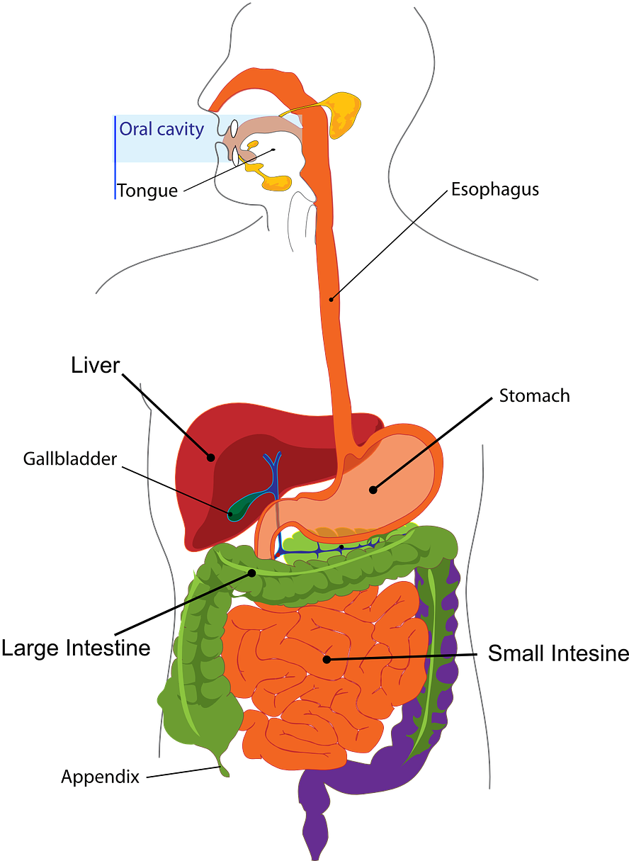 กระตุ้นกระบวนการคิด ความจำ และสมาธิ - Colours Of Digestive System (893x1280)
