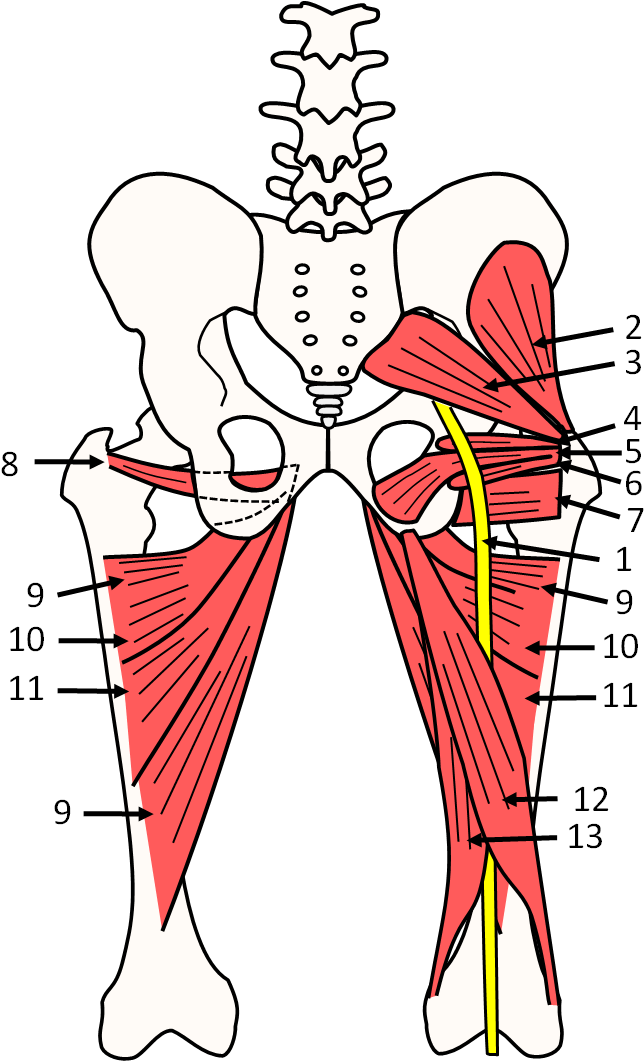 Sciatic Nerve (693x1062)
