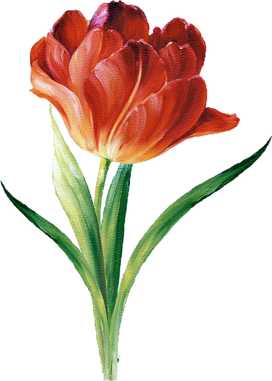 Цветы Png Clipart Lis В Audit - Lisa Audit Garden View (1139x1600)