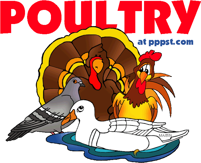 Poultry Animals Clip Art (709x588)