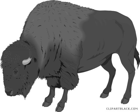 Bison Animal Free Black White Clipart Images Clipartblack - American Bison Clipart (555x442)