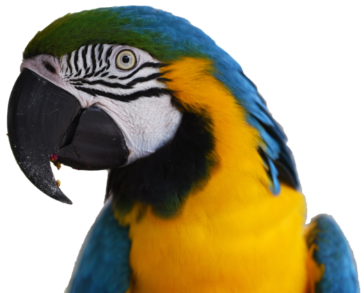 Pet Sitters Including Negotiable In Petaluma, California - Parrot Face (529x423)