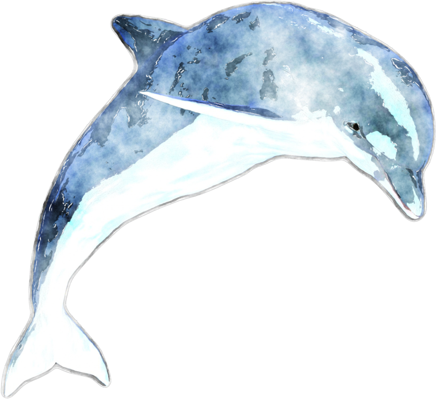 Watercolor Dolphin By Lavandalu On Deviantart - Transparent Watercolor Dolphin (919x870)