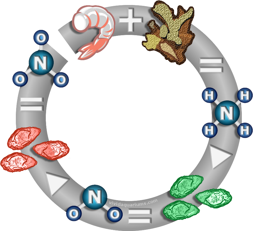 When Starting A New Tank, You Must "cycle" Your Aquarium - Aquarium (881x790)