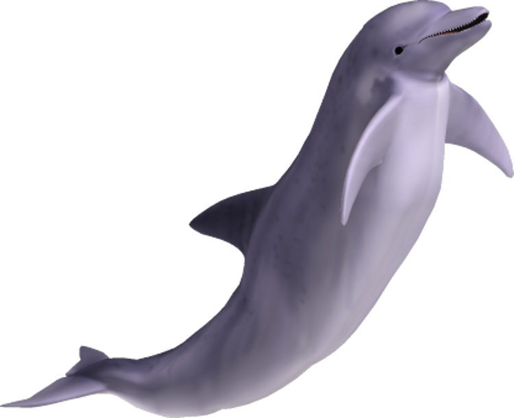 Pin By Lala On Bug Goblok - Dolphin Png (750x609)