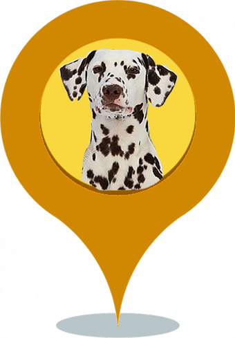 Spot The Dalmatian - Dalmatians Calendar 2018: 16 Month Calendar (340x489)