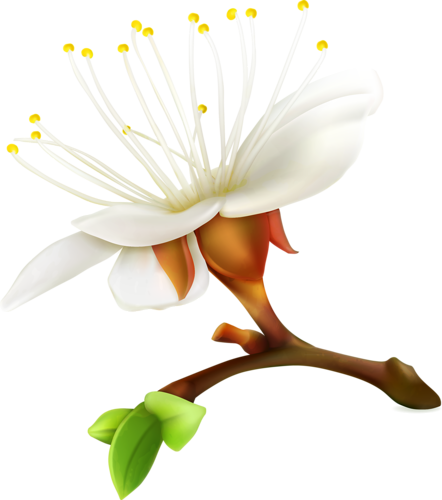 Цветущие Деревья - Vector Graphics (442x500)