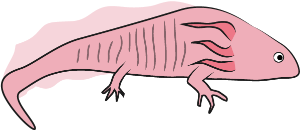 Animal Clip Art - Lizard (640x480)