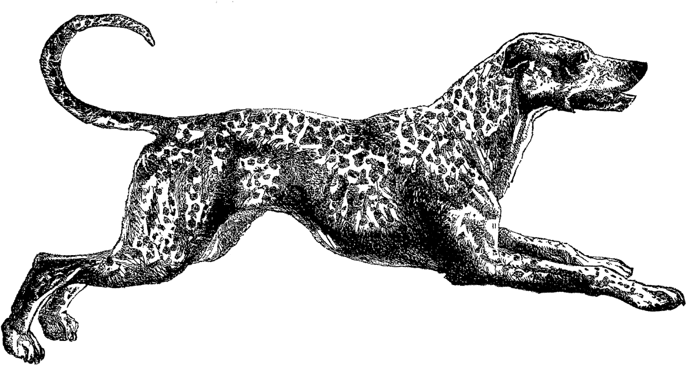 Vintage Dalmatian Clip Art - Vintage Dog Png (1600x861)