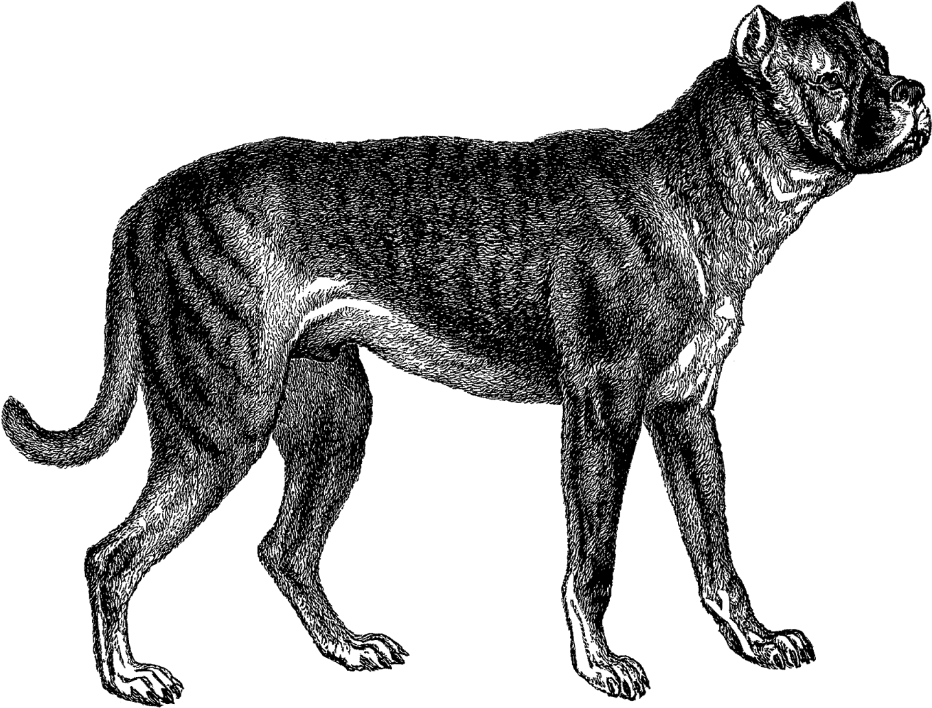 This Is A Wonderful Digital Download Of A Vintage Illustration - This Is A Wonderful Digital Download Of A Vintage Illustration (1600x1209)