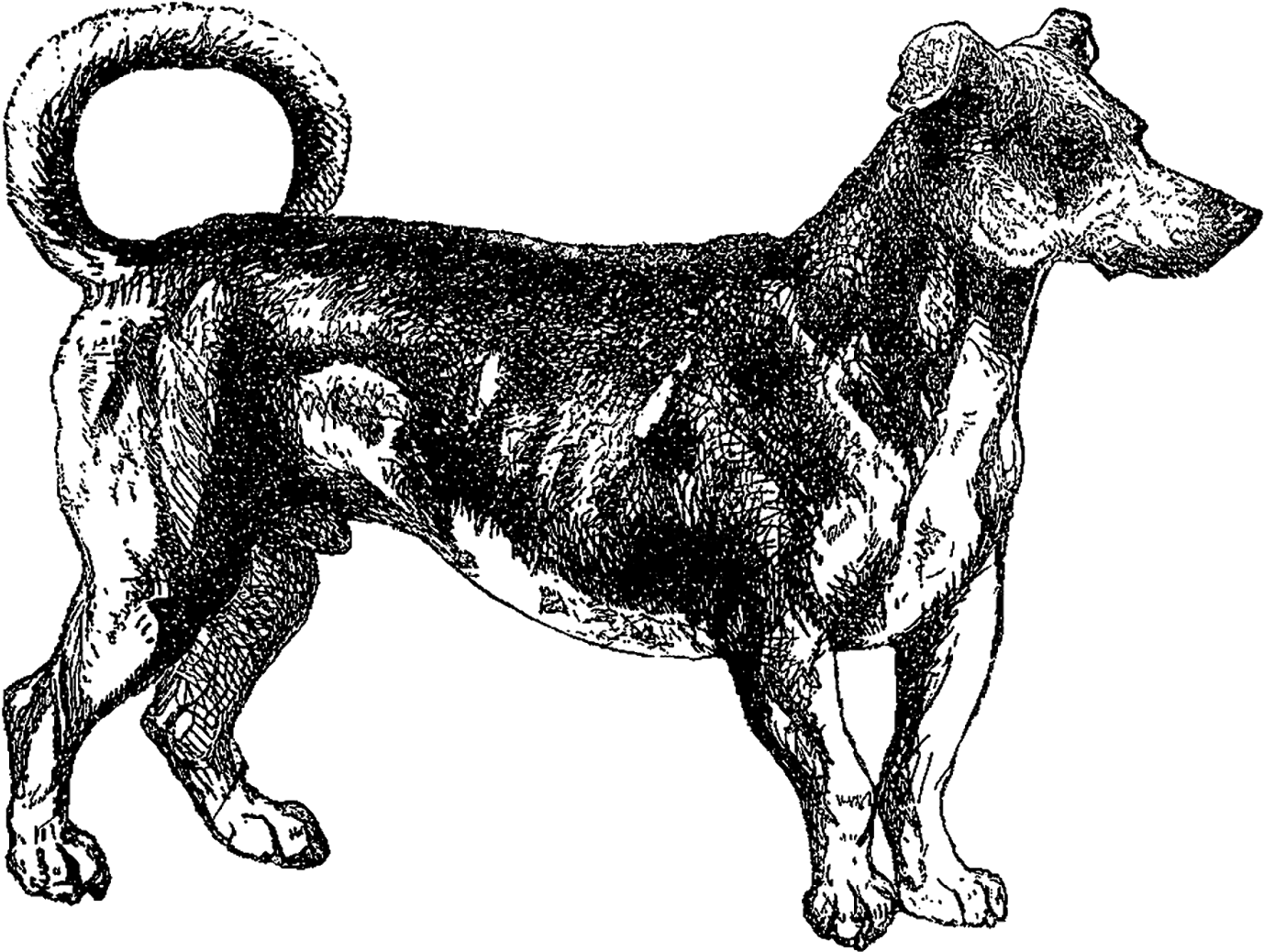 I Hope You've Enjoyed All The Digital Dog Clip Art - I Hope You've Enjoyed All The Digital Dog Clip Art (1600x1227)