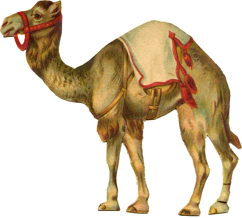 Circus Clip Art - Vintage Circus Animals Clipart (800x721)