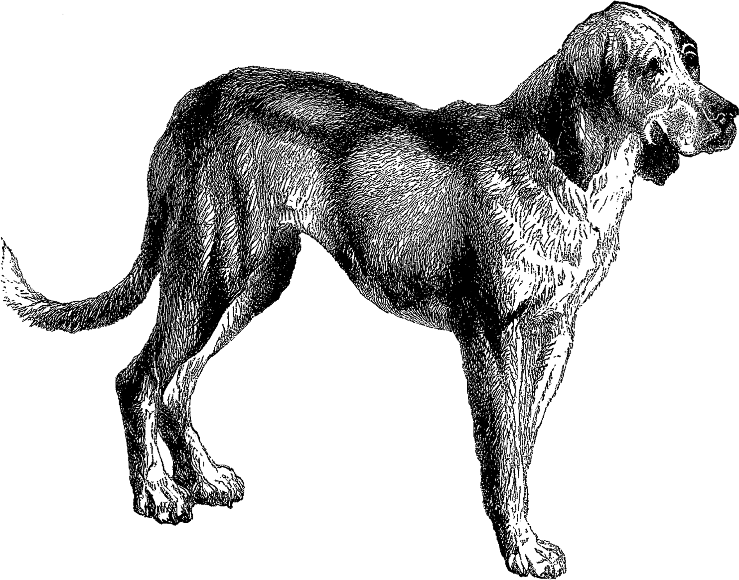 All This Week I'm Posting Vintage Animal Clip Art Of - Clip Art (1600x1287)