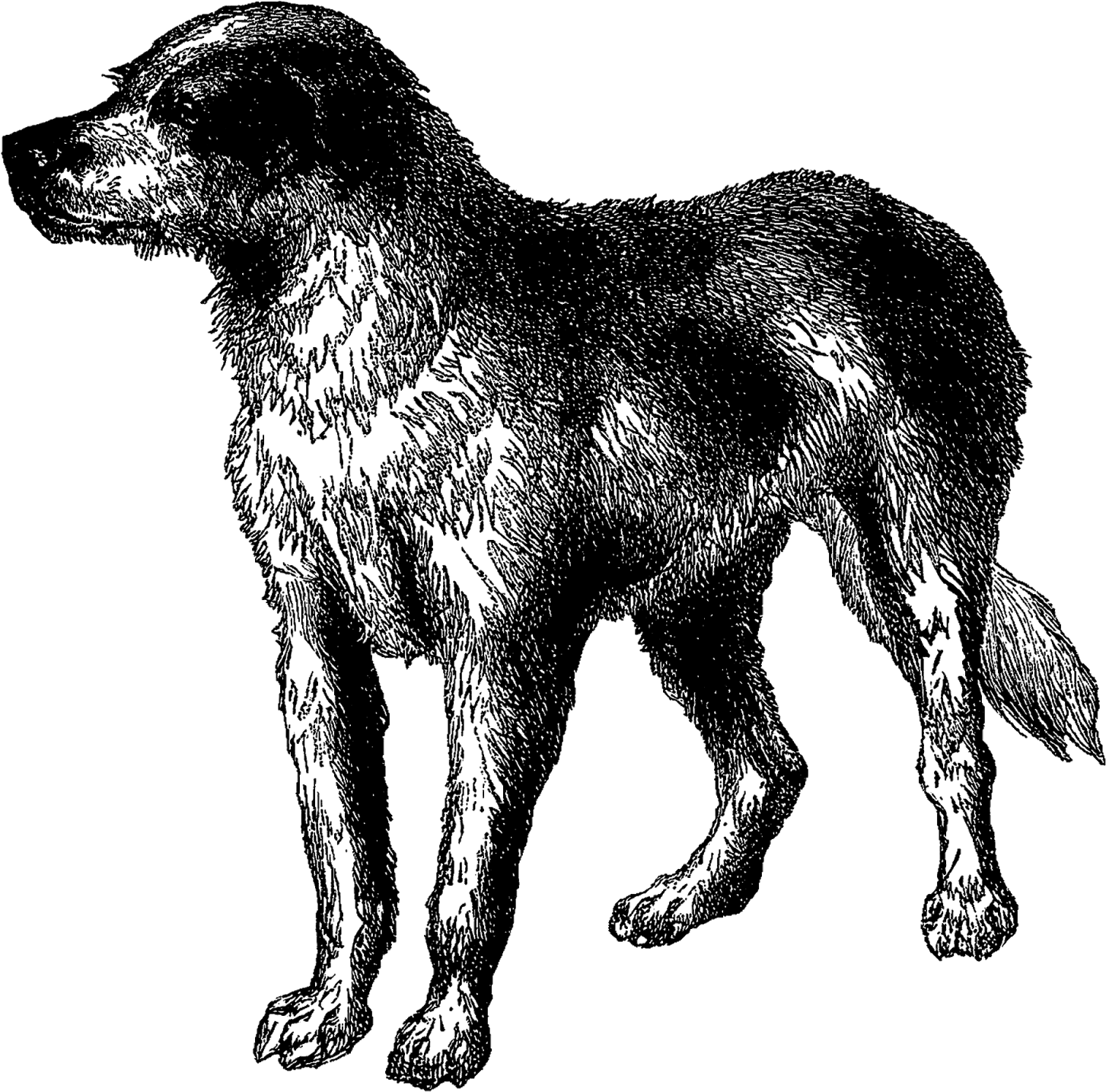 Vintage Dog Breed Boarhound Digital Download Animal - Estrela Mountain Dog (1600x1560)