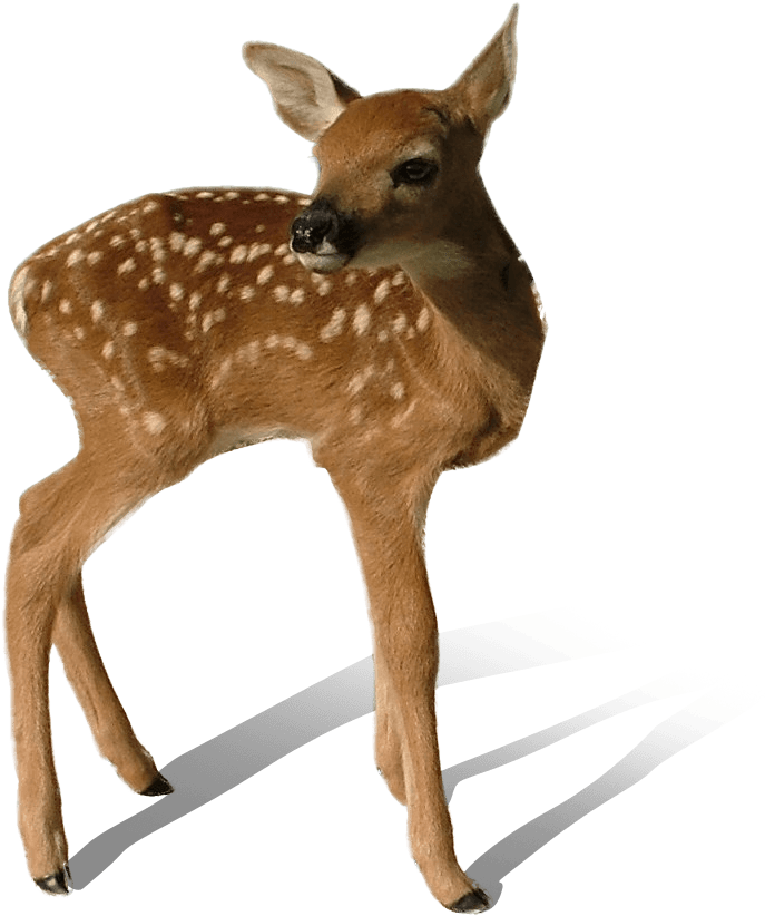 Vintage - Transparent Deer (948x948)