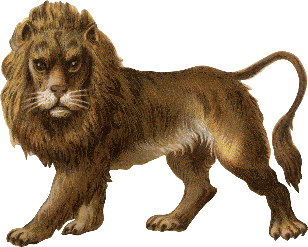 Victorian Animal Cliparts - Lion Transparent (1073x860)