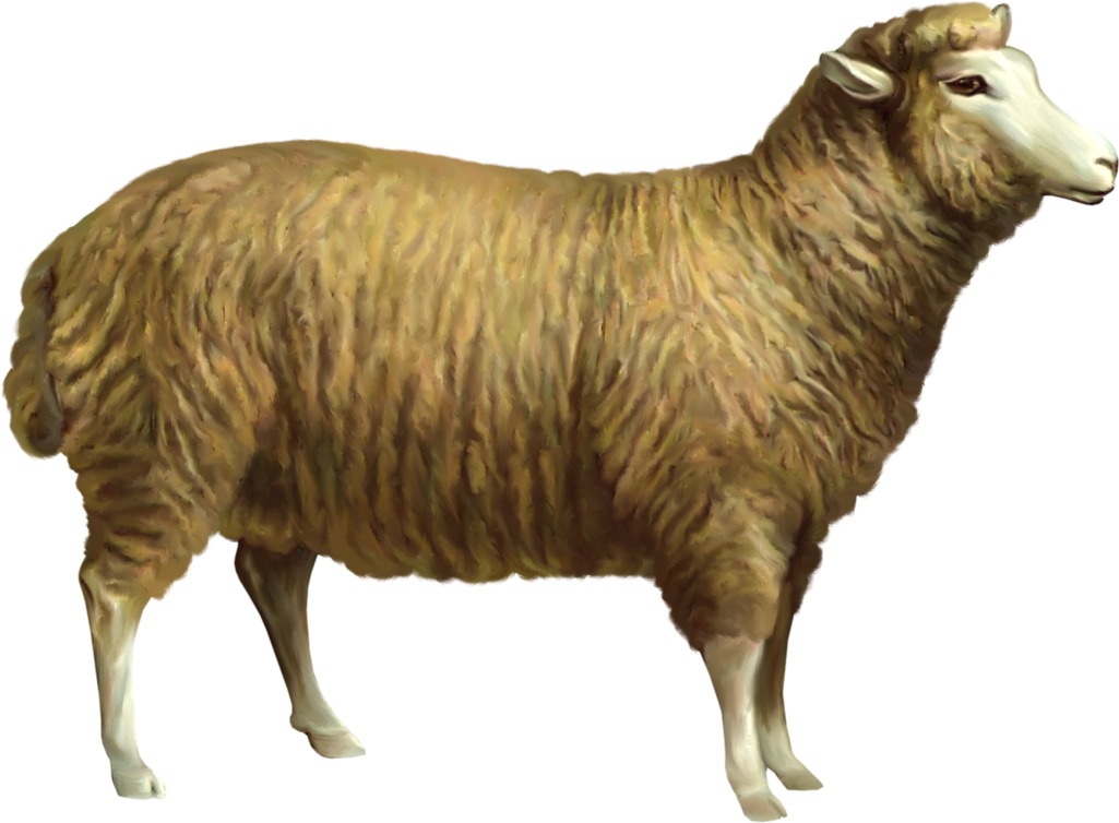 Sheep Png Clipart Picture - Animals Png Gif (1093x814)