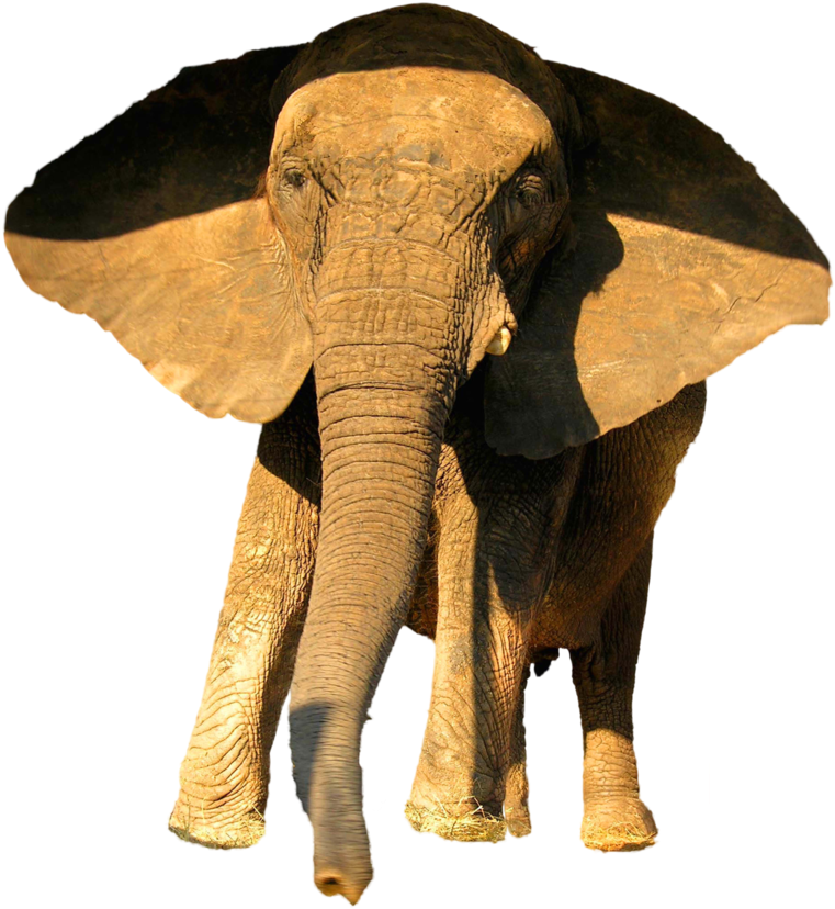 Vintage Carnival Clip Art Download - Animal Image Psd (888x900)