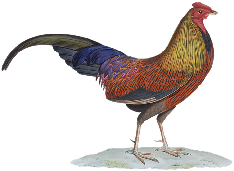 Hahn, Poultry, Gockel, Bird, Isolated, Vintage, Png - Animal Vintage Png (960x694)