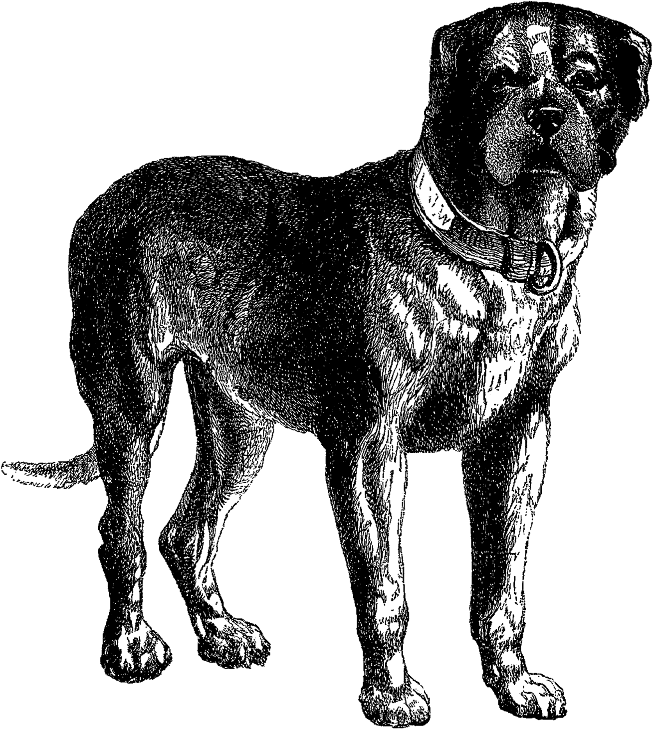 Digital Dog Download Vintage Mastiff Clip Art - English Mastiff Clipart (1459x1600)