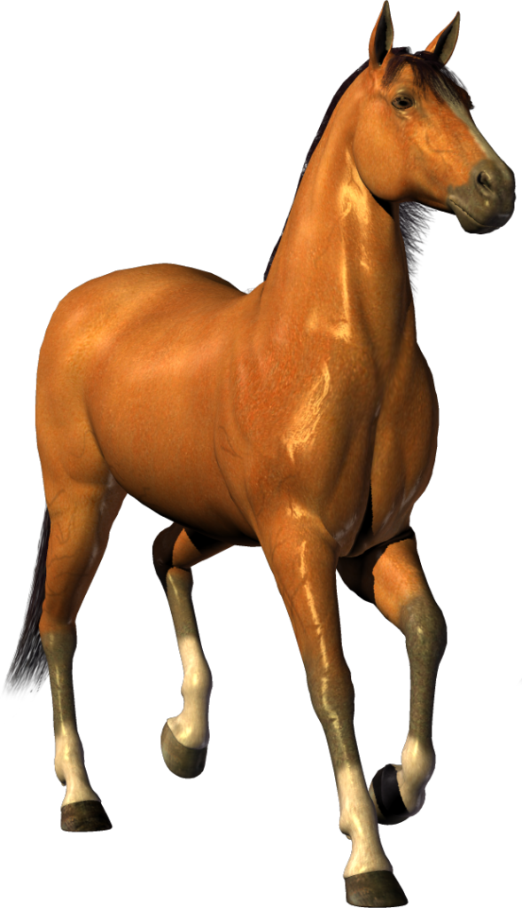 Horse - حصان Png (589x1024)