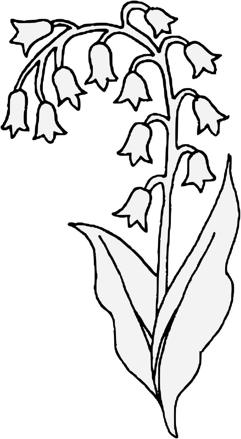 Pdf - Lily Of The Valley Hand Drawn (804x1466)