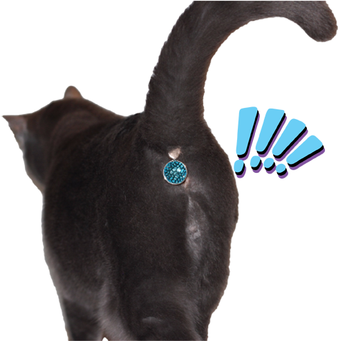 Butt Jewelry Of The Day - Cat Twinkle Tush (500x492)