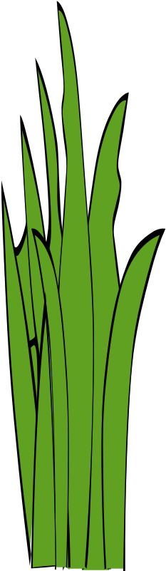 Grass Pictures Clip Art Clipartsco - Grass (800x800)