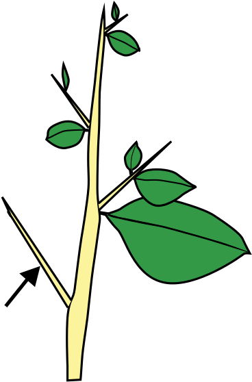 Thorns Are Modified Stems And Arise From Buds - Thorns, Spines, And Prickles (440x615)