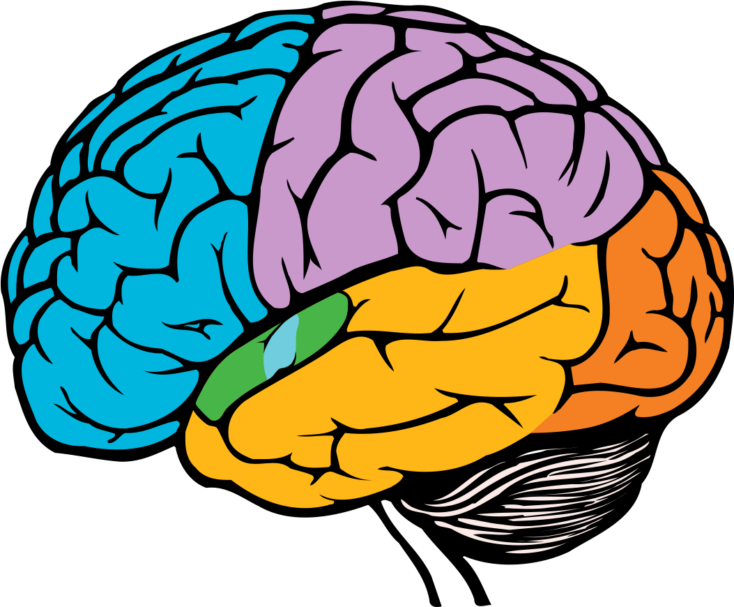 Dementia Australia - Drawing Of A Brain (1080x880)
