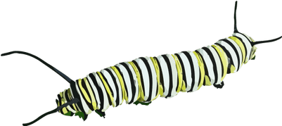 Caterpillar Clipart Transparent Png - Caterpillar (400x400)