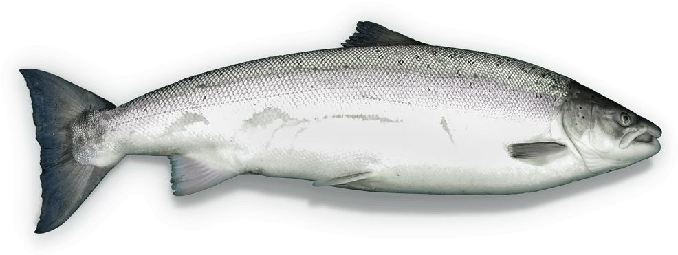 The 2017 Season Beat All Records With Near To 1,700 - Trout (1000x379)