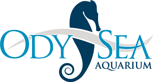 Event Navigation - « - Odysea Aquarium Logo (516x278)