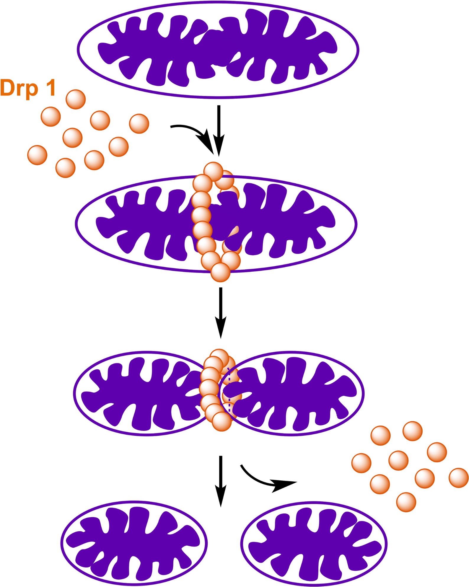 Drp 1 O - Drp 1 O (1598x1999)