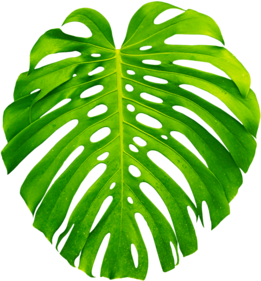 Jungle Flowers Names Download - Hawaiian Leaves Transparent Background (600x600)