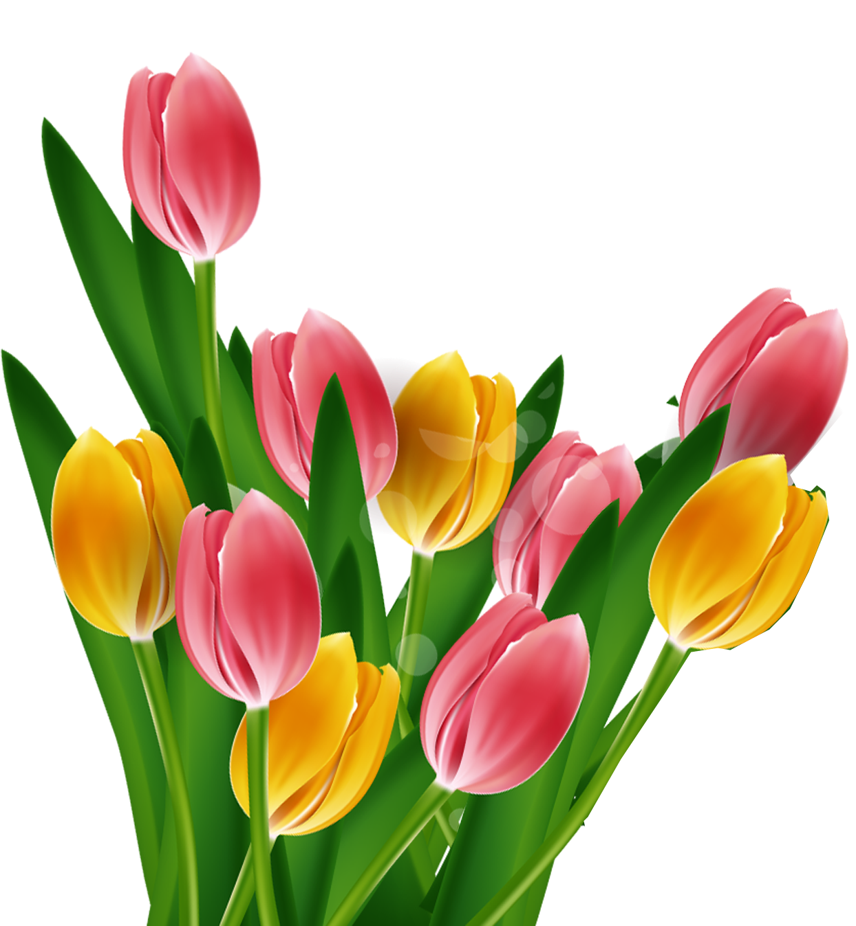 Tulip Mothers Day - Tulip (1532x1354)