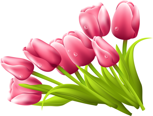 Png Lale Resimleri, Tulip Png Pictures - Imagenes De Flores Tulipanes (500x380)