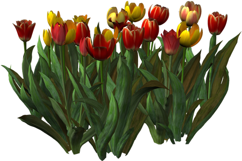 Png Lale Resimleri, Png Png Tulip Photos, Png Tulipán - Sprenger's Tulip (500x327)