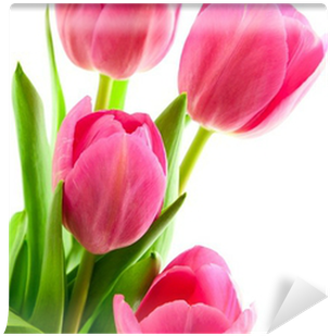 Free Pink Tulips Png - Tulip (400x400)