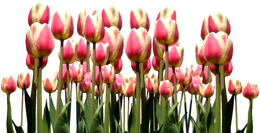 Spring, Tulips, Easter, Flowers, Nature, Cut Flowers - Tulip (960x518)