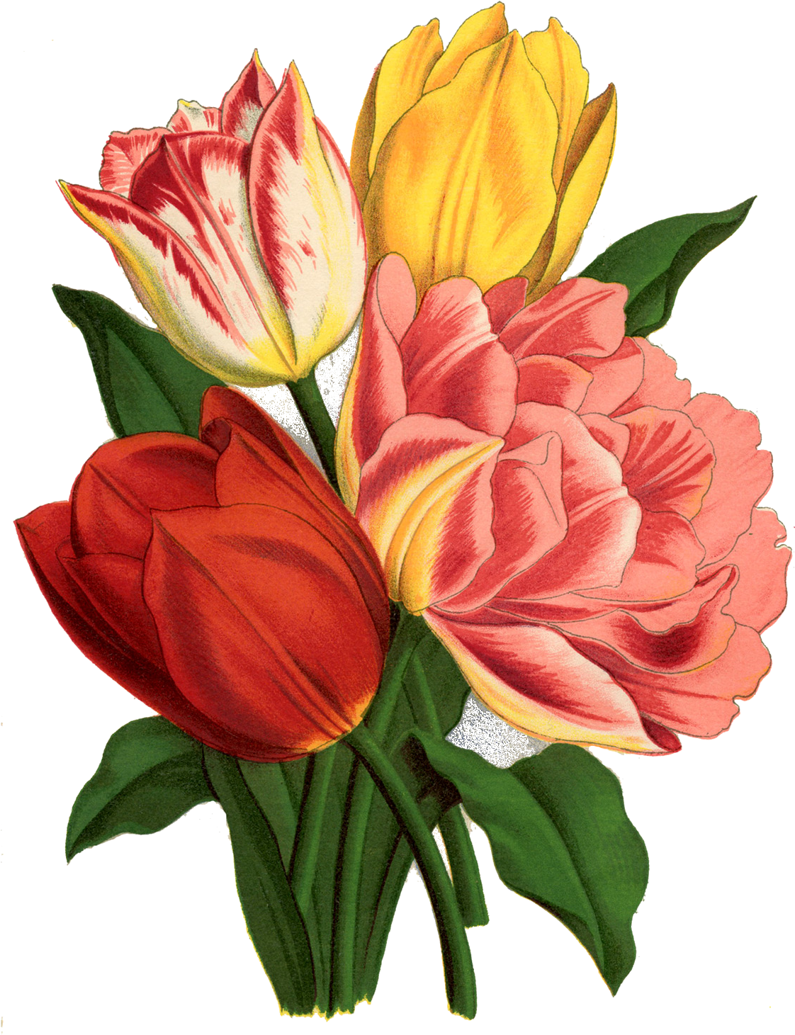 Transparency / Overlay For Personal Use - Flower Graphicsfairy (1173x1500)
