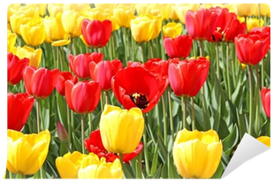 Sprenger's Tulip (400x400)