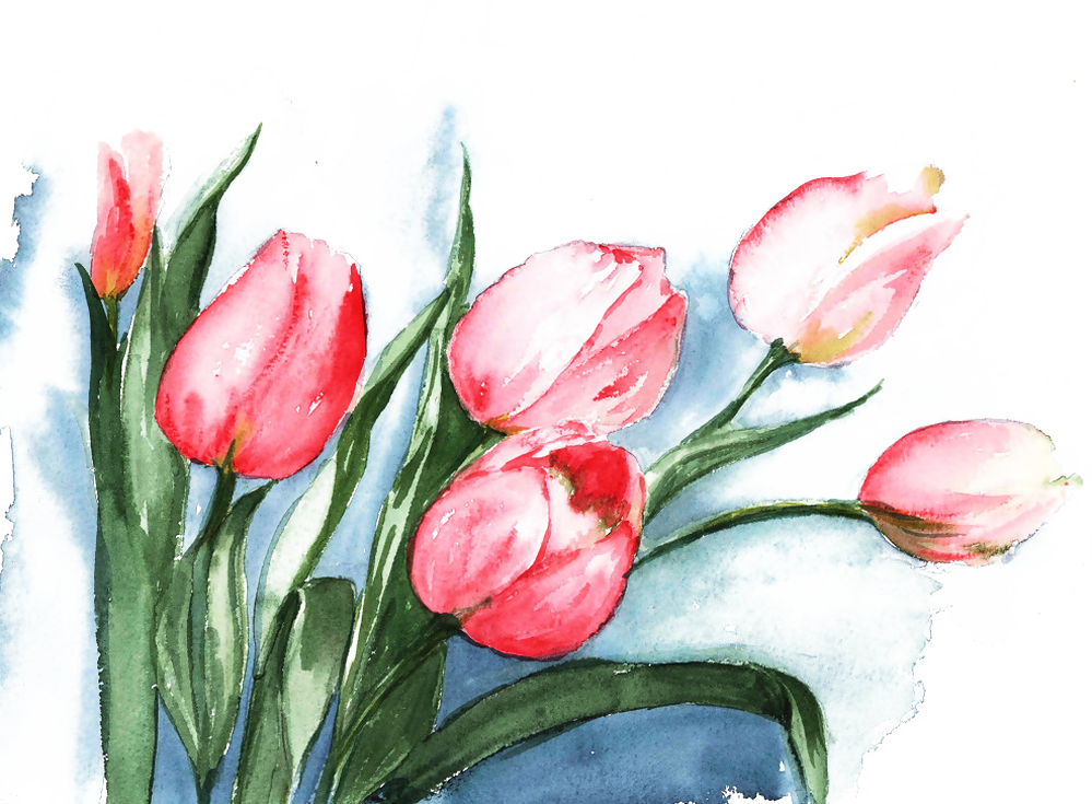 Tulip Watercolor Painting Flower - Tulips Watercolor (999x735)