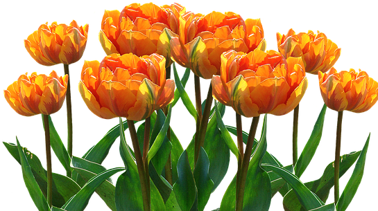 Spring, Tulips, Easter, Nature, Spring Flower, Flowers - Orange Tulips Png (548x340)