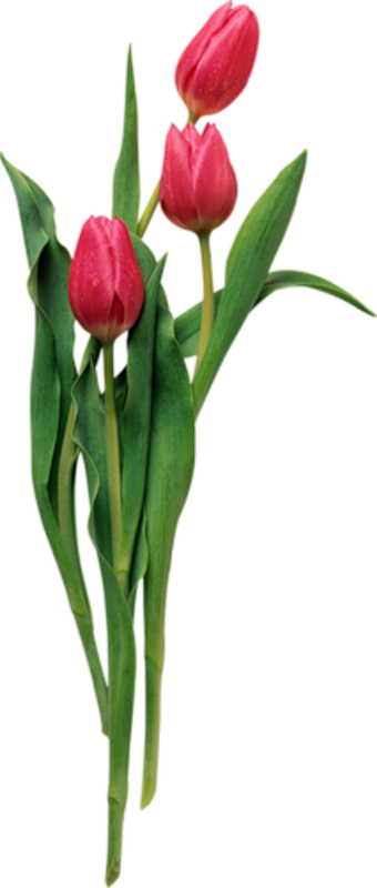 Beyaz Lale Resimleri, Kırmızı Lale Resimleri, Harika - Картинки Гиф Розы И Тюльпаны Для Татьяны На Прозрачном (340x800)