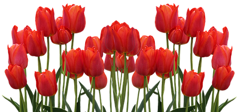 Tulips Png (493x340)